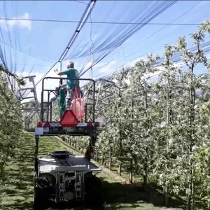 Nach der Blüte werden die Netze gespannt. (Screenshot instagram.com/deineobstbauern)