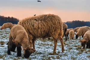 Zwei Schafe wurden durch Bisse an den Beinen verletzt. (Symbolbild Pixabay)