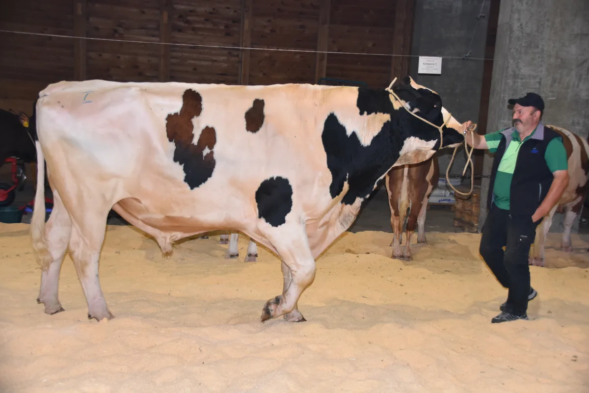 DSC_0049.JPG Der Mister Zuchtstierschau: Weierboden Louis ist ein Harley-Sohn aus einer Ralstorm-Tochter. Der mit 55 96 punktierte Stier gehört Ernst Stübi aus Rüti b. Riggisberg BE.