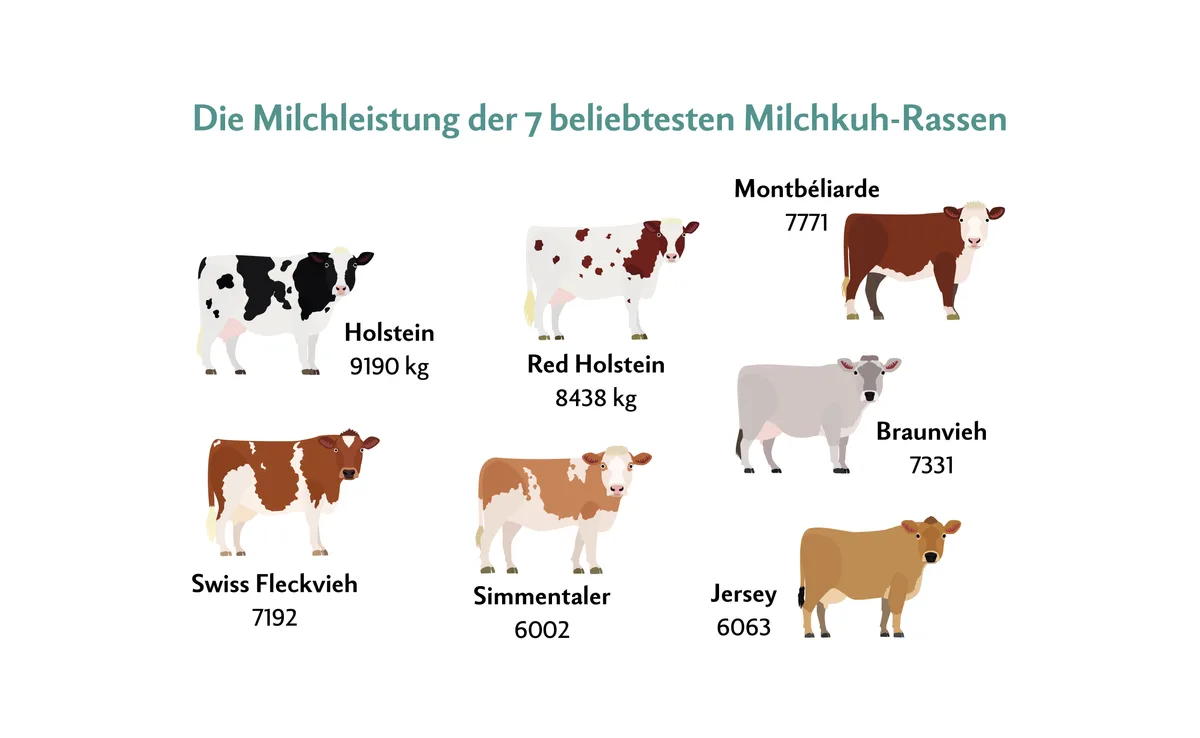 milchleistung-milchkuh-rassen-infografik Die 7 Milchkuh-Rassen mit der höchsten Milchleistung.