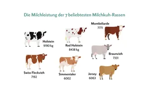 Die durchschnittliche Milchleistung von Milchkühen in der Schweiz liegt bei 7084 Kilo Milch pro Standard-Laktation. Das sind die 7 Milchkuh-Rasen mit der höchsten Milchleistung.