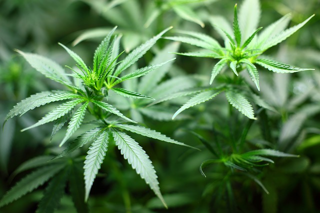 Gar ein Zusatzverdienst von etwa 10'000 Franken pro Are könnte der Cannabis-Anbau generieren. (Bild pixabay)