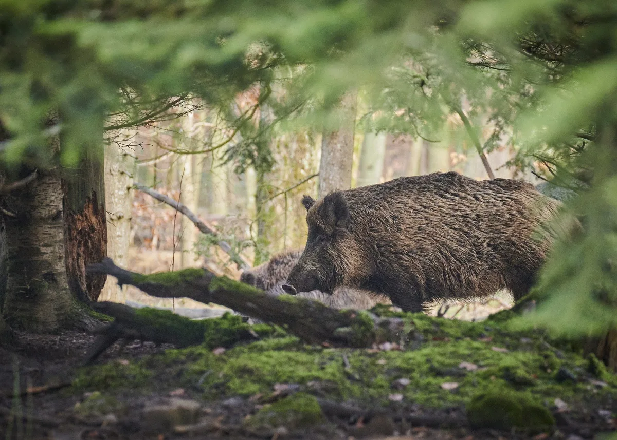 Paul_Henri_Pixabay_boar Die Jagd im Ausland wegen Einschleppungsgefahr im Visier der Politik