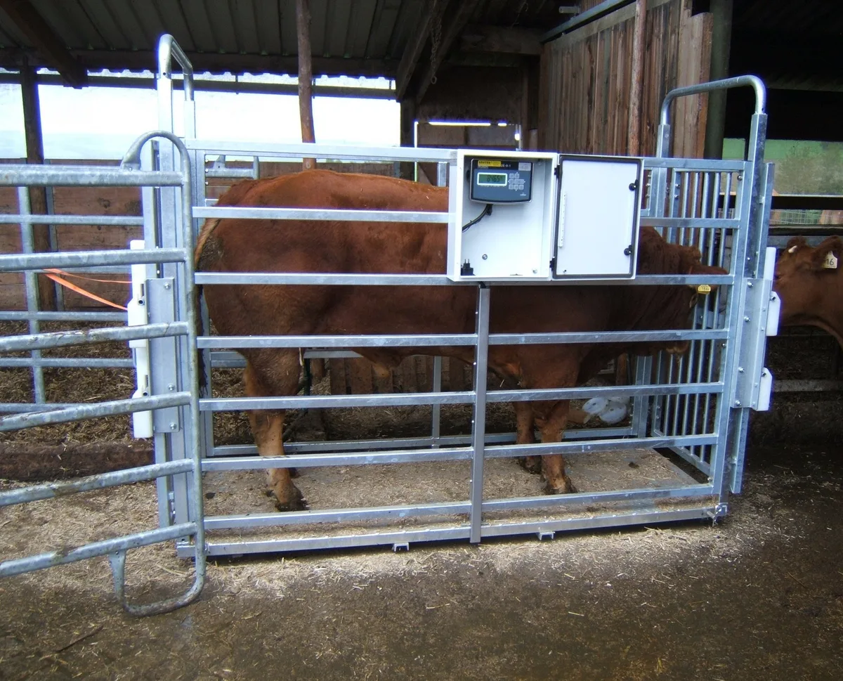 02_Grossviehwaage_GKP__2_ Tierwaagen gegen Gewichtsverluste