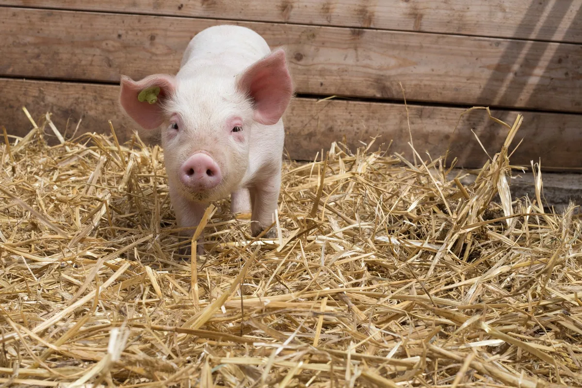 031d9c4dfaa5bfd5438af890c14c93899bc28ce2 Herrscht Futterknappheit, müssen Biobetriebe als erste Prioriät EU-Bio beantragen, bevor sie zu konventionellen Alternativen aus der Schweiz greifen. (Bild Pixabay)
