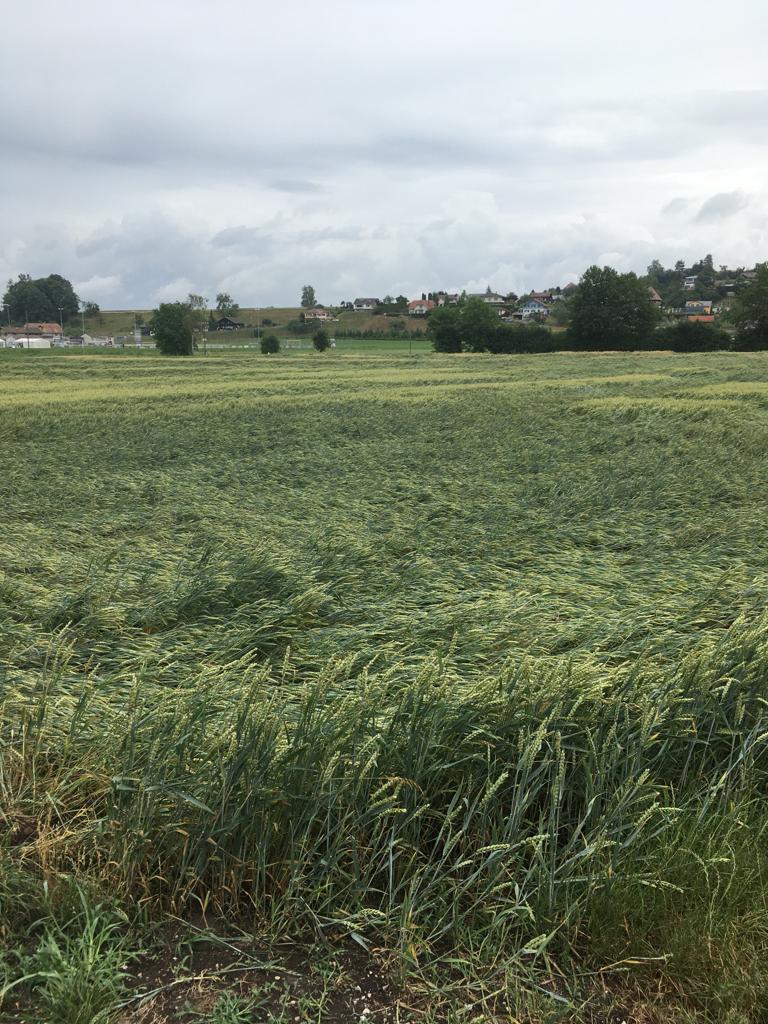 Gewitter und Hagel gehen in Teilen der Schweiz nieder