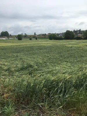 Wahrscheinlich sind Gebiete, wie letztes Jahr, schneisenweise betroffen. Hier ein Getreidefeld bei Ersigen BE.