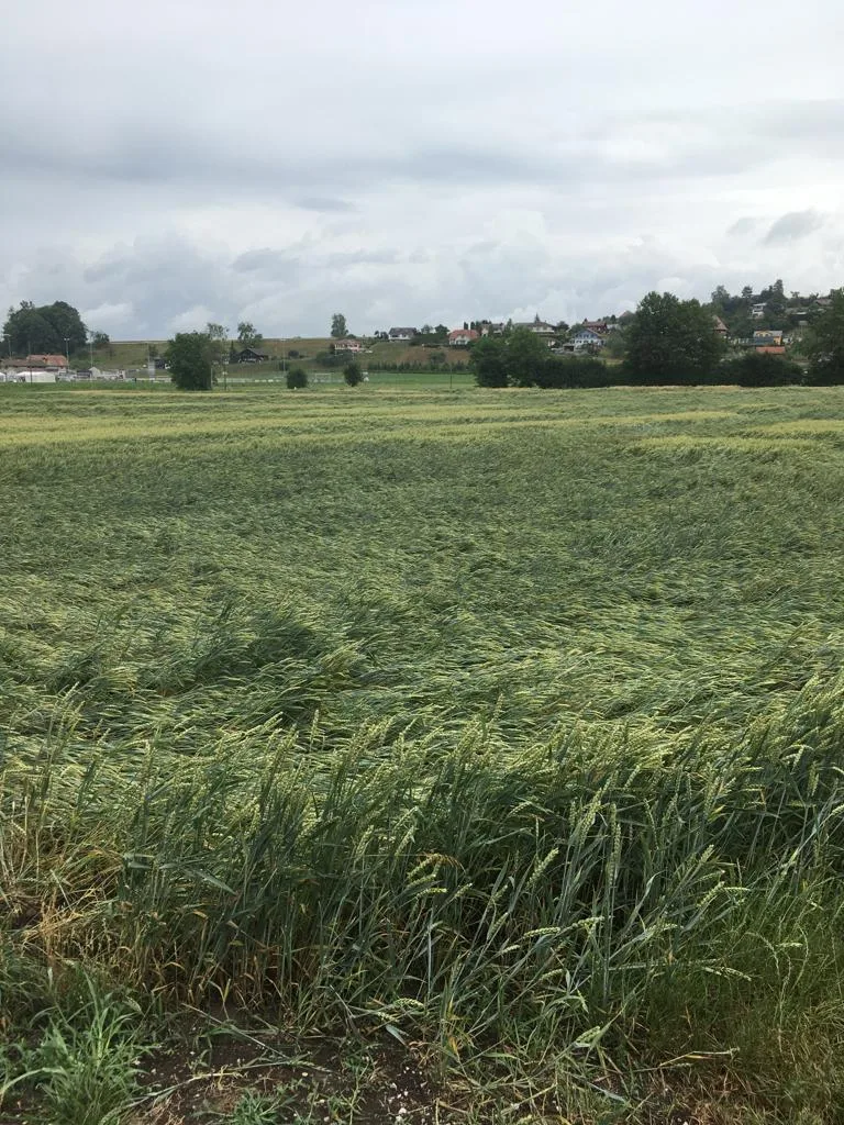 Gewitter und Hagel gehen in Teilen der Schweiz nieder