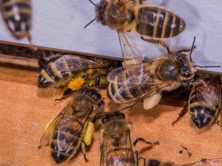 Die Honigleistung wurde in den letzten 60 Jahren vervierfacht – wie geht es dabei der Biene?