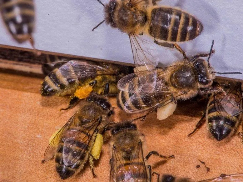 Die Honigleistung wurde in den letzten 60 Jahren vervierfacht – wie geht es dabei der Biene?