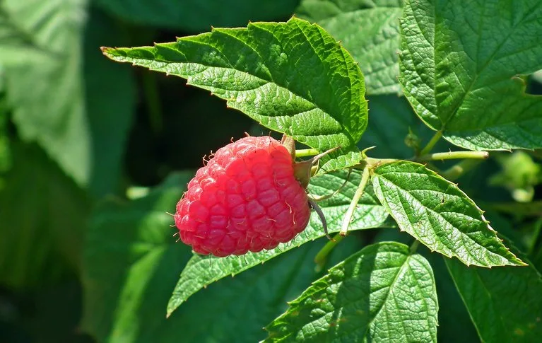 863439a54361cf78e4d7f82feb61c9d7447ed979 Die Ernte der roten Beere war diesen Sommer nicht stabil. (Bild Pixabay)