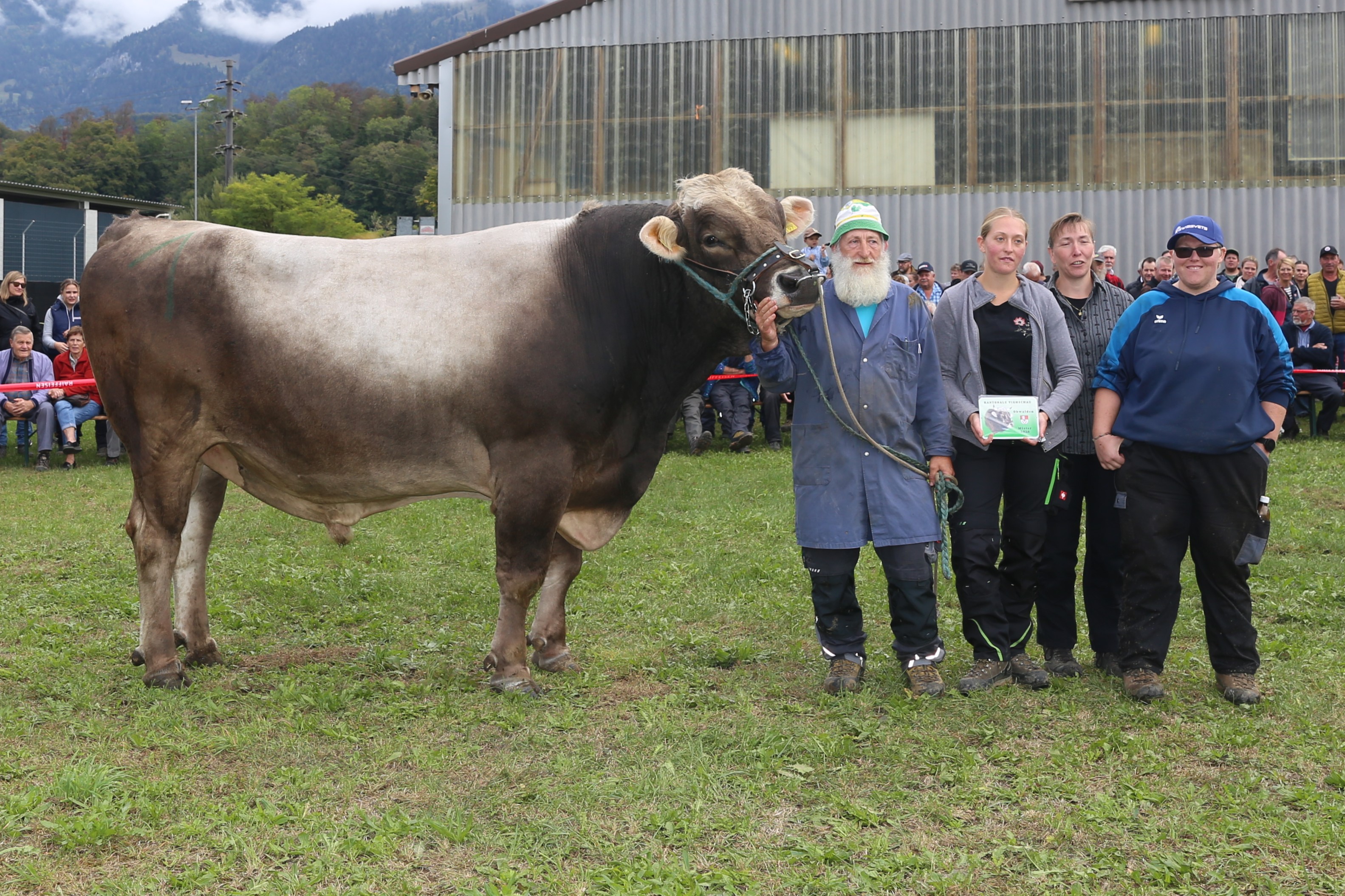 Braunvieh Stier Jubilar von Daniel Enz aus Giswil wurde an der Obwaldner Kantonalviehschau in Sarnen zum vierten Mal Mister.