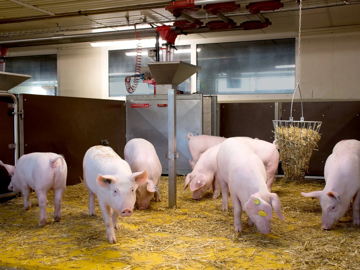 DG_24-08_TH4_neues-Bild Schweine bewegen sich in einer mit Stroh eingestreuten Bucht.