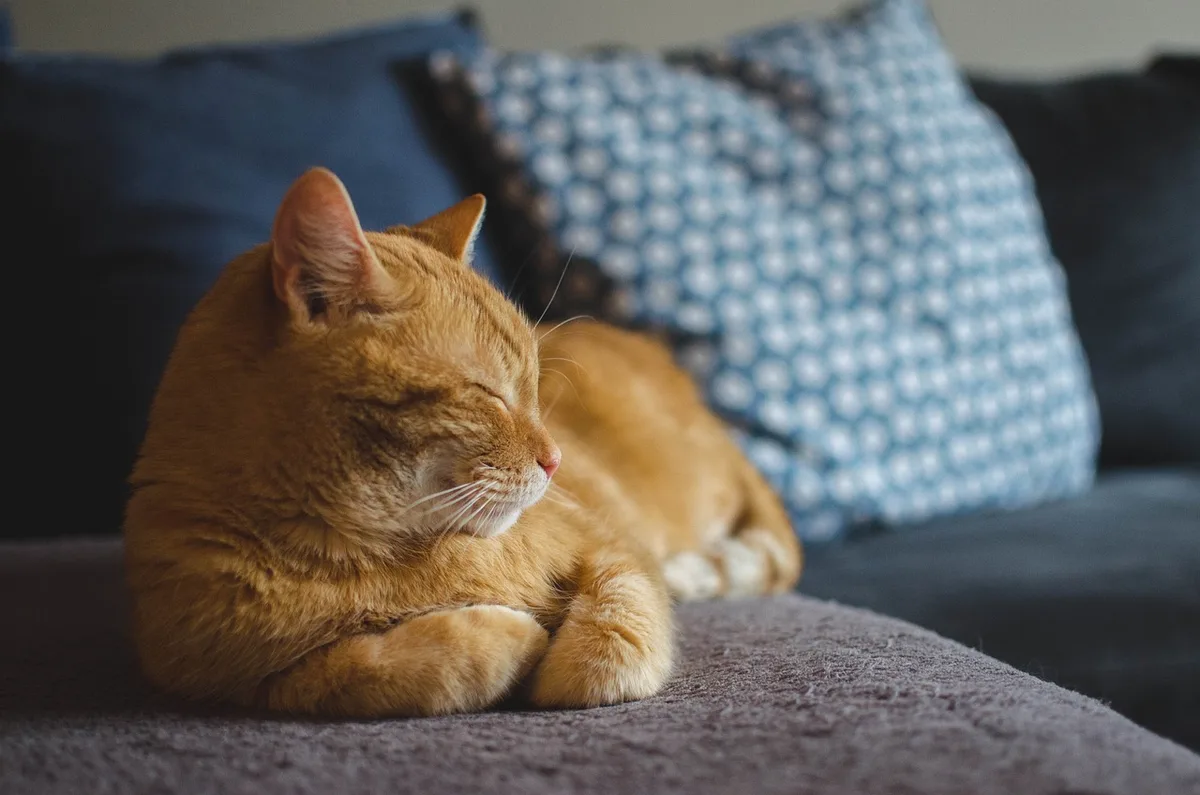 katze_daga_roszkoska WHO mahnt nach Vogelgrippe-Ausbruch unter Katzen zur Wachsamkeit