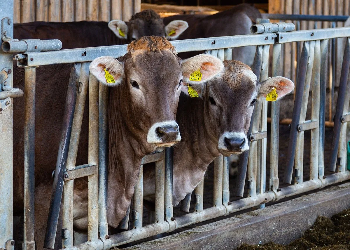Die Ergebnisse des Projekts ReLait zeigen, dass die Tiergesundheit trotz Antibiotikareduktion auferhalten bleiben könne. (Bild pixabay)