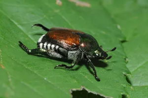Die adulten Japankäfer sind 8 bis 12mm lang und gleichen dem Gartenlaubkäfer. P.japonica hat aber ein auffällig gold-grün schimmerndes Halsschild und fünf weisse Haarbüschel an jeder Seite des Hinterleibes und zusätzlich zwei Büschel auf dem letzten, verhärteten Addominalsegment.