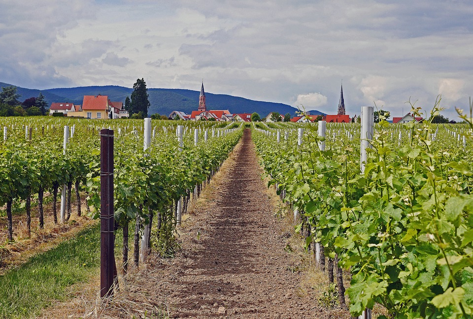 Weinbau in der Pfalz (Deutschland). (Bild Pixabay)