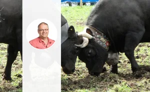 Blaise Maître vom Eringerviehzucht-Verband erklärt, dass die Eringerrasse nicht mit auf Milch oder Fleisch spezialisierte Rassen mithalten kann. Aber die soziale und kulturelle Rolle der Kampfkühe ist gross.