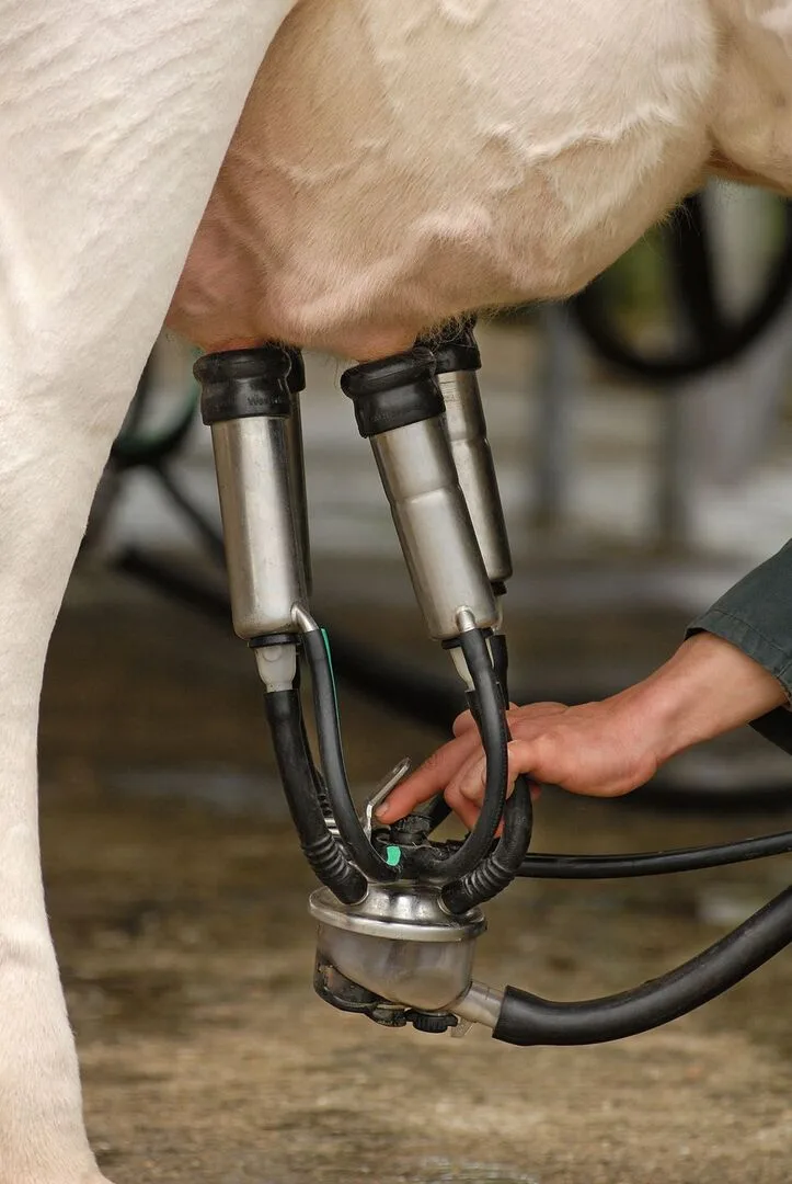 423559809382393e042023c5e40e0265783980929c1bc1524de0c826c6237473 Melken kann zu gesundheitlichen Problemen führen. Ob es eine Berufskrankheit ist, entscheidet die Unfallversicherung.