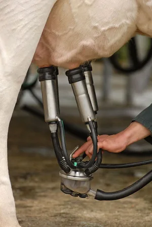 Melken kann zu gesundheitlichen Problemen führen. Ob es eine Berufskrankheit ist, entscheidet die Unfallversicherung.
