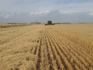 Vicentín, einer der wichtigsten Agrarkonzerne Argentiniens, produziert und exportiert vor allem Getreide und Ölsaaten. (Symbolbild Pixabay)