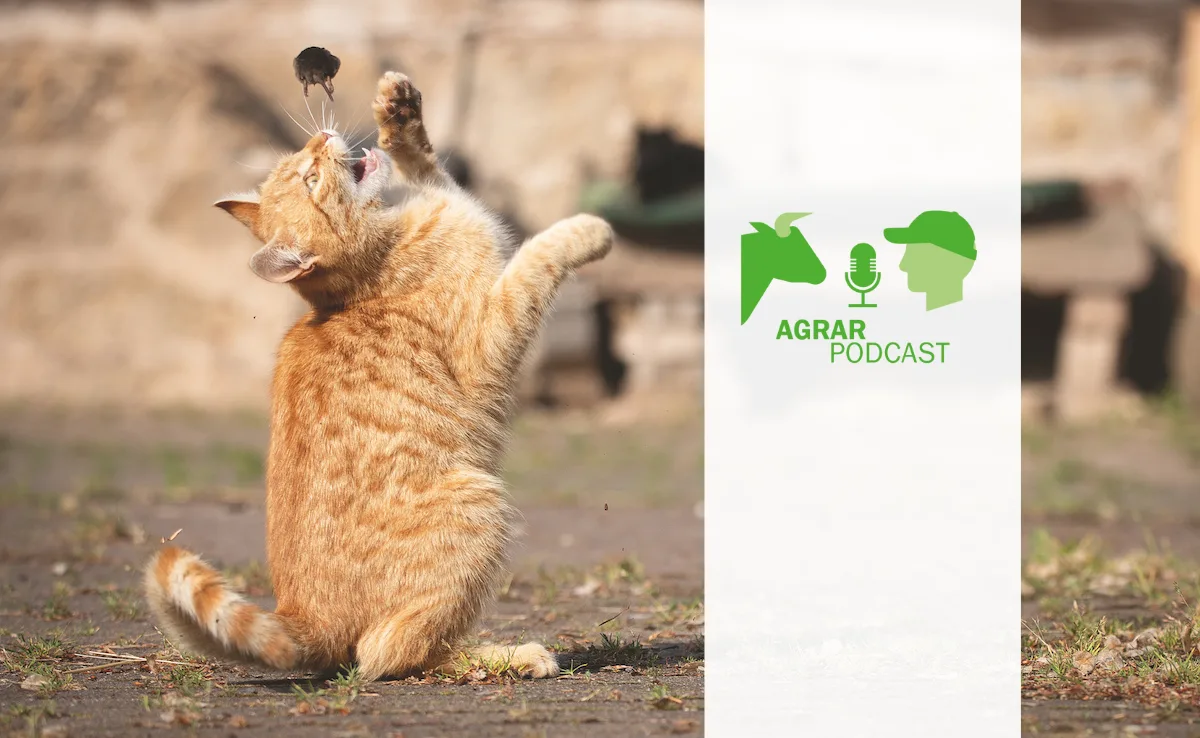 Podcast_BauZ_29 Mit Grubber statt Pflug, fit für die Medien und auf Mäusejagd