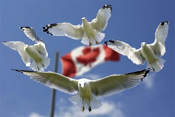 538af69f3d6db4c07a2a18f9eee9a4c2277933d9 CETA ist ein Freihandelsabkommen zwischen Kanada und der EU. (Bild Pixabay)