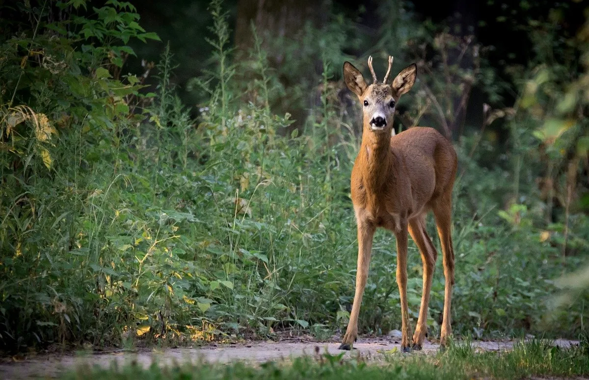 0a8aa62d97a2f0c63bbccd5a3554d1b9c9480c3d Reh und Hirsch fressen die Knospen und Zweige junger Waldbäume und beeinflussen daher die Verjüngung des Forsts. Wo Luchs und Wolf die Bestände von wilden Huftieren regulieren, können regelmässig junge Bäume nachwachsen und die Funktionen des Waldes aufrecht erhalten. (Bild LubosHouska / Pixabay)