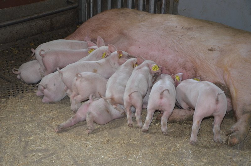Schweine Plus-Gesundheitsprogramme: Start mit dem Elektronischen Behandlungsjournal. (Bild Aline Küenzi)