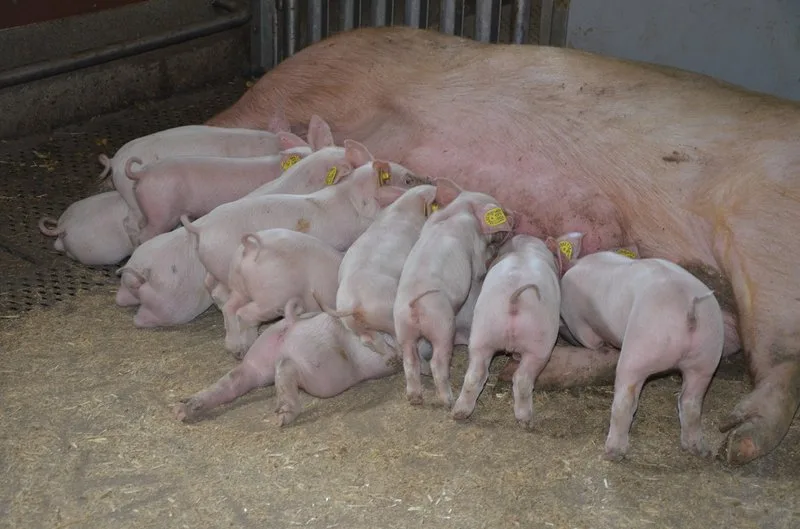 a1763b08c576ae6e72409a13123c0401cfed9f14 Schweine Plus-Gesundheitsprogramme: Start mit dem Elektronischen Behandlungsjournal. (Bild Aline Küenzi)