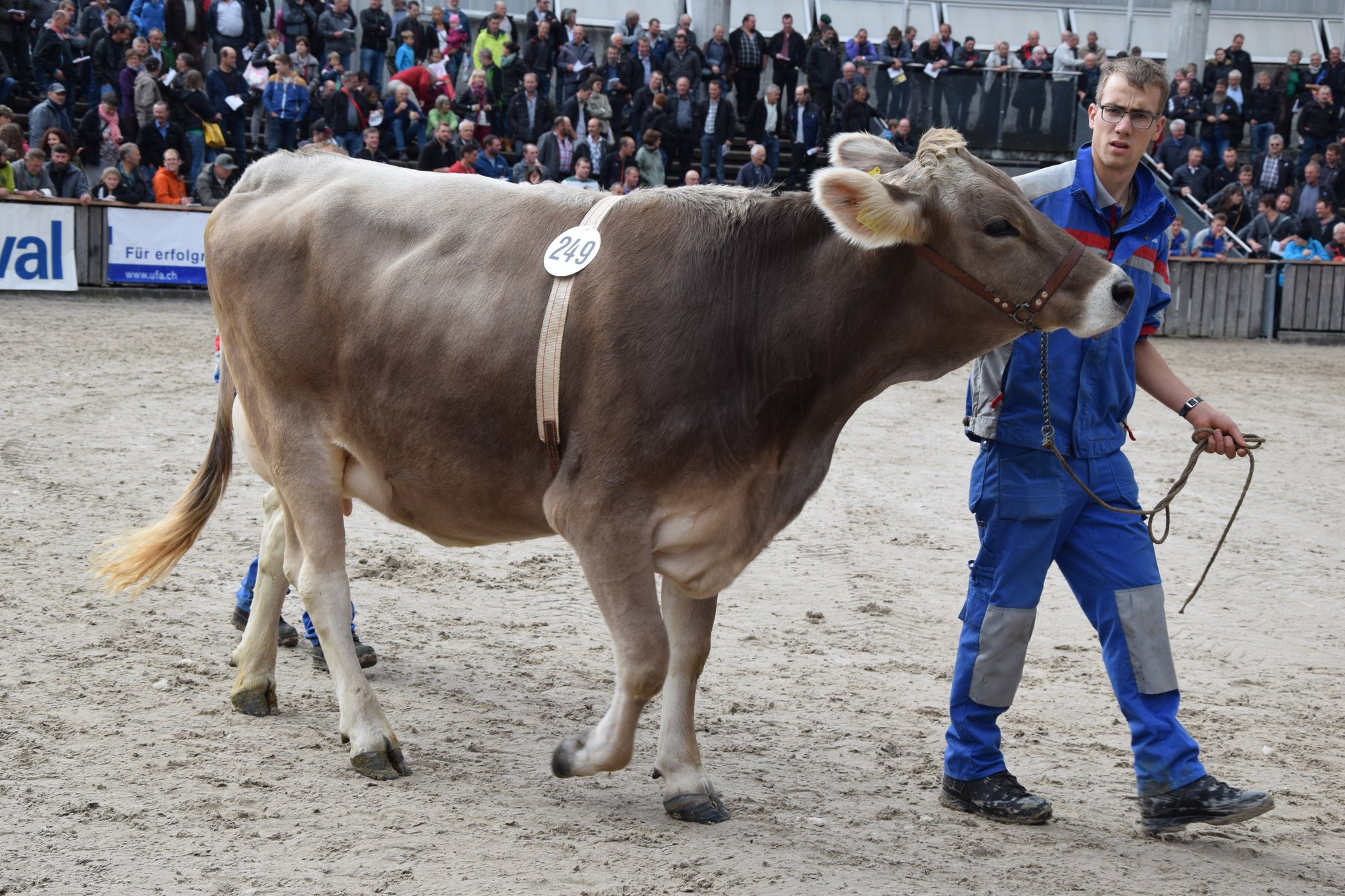 Sie war mit 4650 Franken das teurste Tier an der Olma-Auktion: Jongleur Amelie von Werner Bollhalder aus Wittenbach.