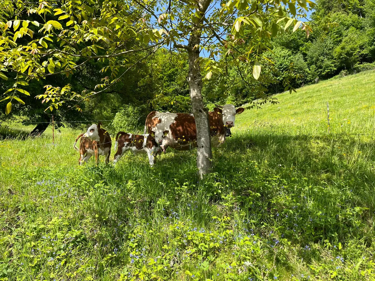 Patt-Situation für Muka-Milch