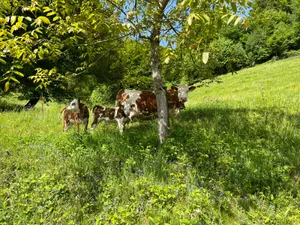 Das Kalb bei der Kuh saugen lassen und gleichzeitig Milch abliefern, das ist erst seit fünf Jahren erlaubt.