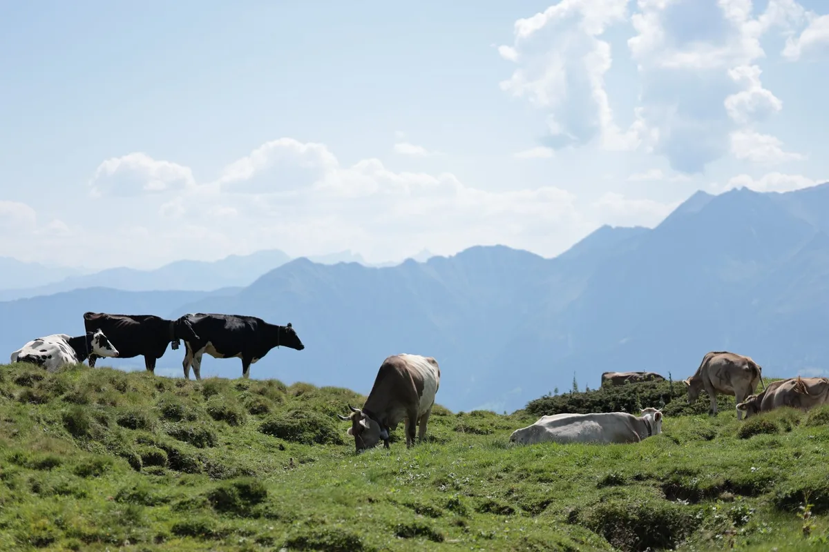 Landwirte in der Schweiz verzeichnen 2024 höhere Einkommen bei gleichzeitig reduziertem Arbeitsaufwand