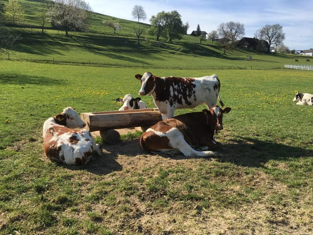Klimastrategie des Bundes will weniger Tiere und eine sanfte Konsumenten-Erziehung