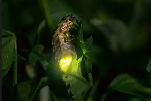 01470e7383e75ca289111168bb6df910d5056439 Zu den geschädigten gehören auch Glühwürmchen, die wegen des hellen Lichts in der Nacht keine Partner mehr finden. (Bild Biosphoto / Stephane Vitzthum