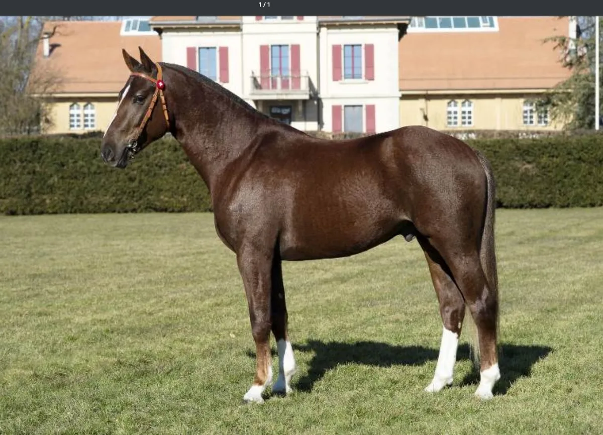 9a323524a32c31c34e8c594553d00920bf1e0edc Auch Don Athos hätte 2015 richtigerweise in Glovelier scheitern müssen. Sein weisser Bauchfleck wurde anscheinend erst später entdeckt. (Bild Screeshot/ Agroscope)