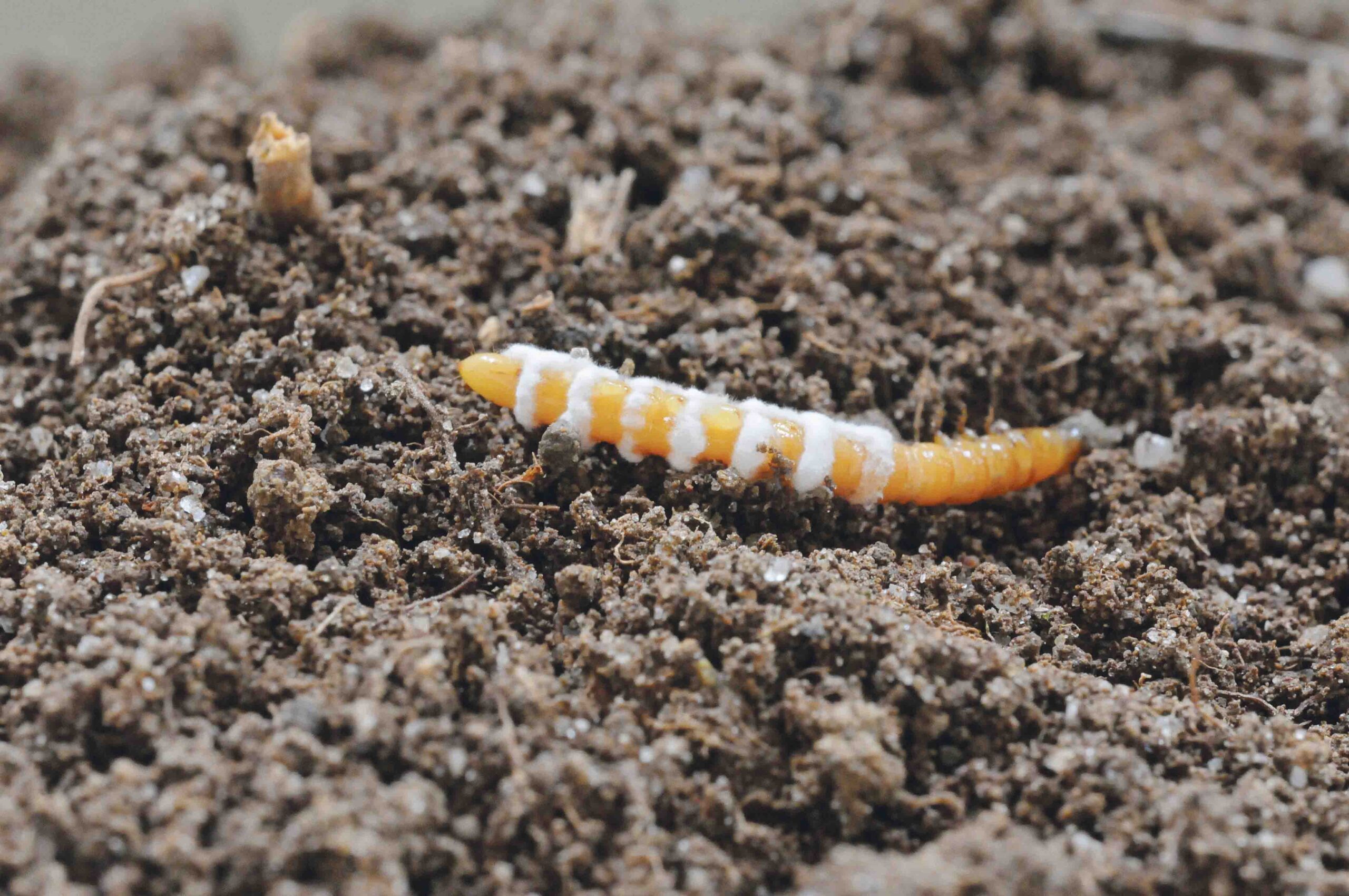 Drahtwürmer lassen sich mit dem Pilz Metarhizium bekämpfen: der Drahtwurm verpilzt und stirbt. (Bild Christian Schweizer, Agroscope)