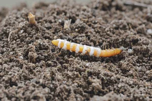 Drahtwürmer lassen sich mit dem Pilz Metarhizium bekämpfen: der Drahtwurm verpilzt und stirbt. (Bild Christian Schweizer, Agroscope)