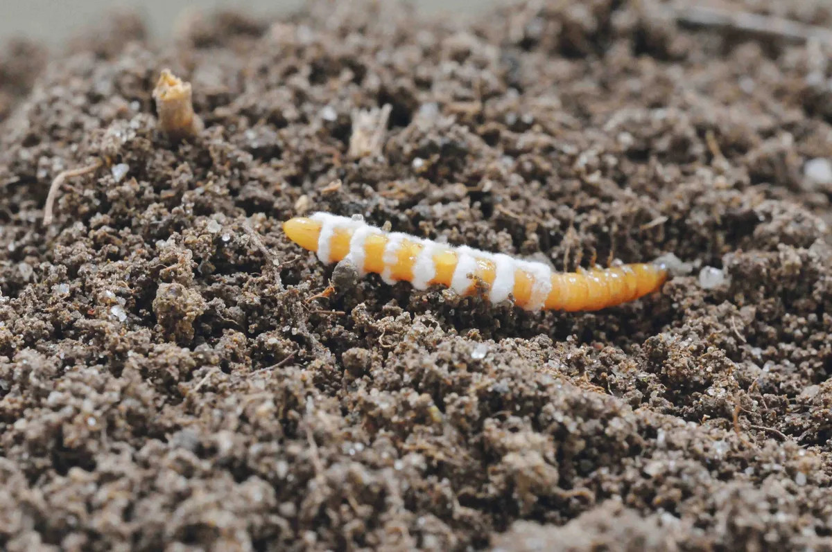 Drahtwürmer lassen sich mit dem Pilz Metarhizium bekämpfen: der Drahtwurm verpilzt und stirbt. (Bild Christian Schweizer, Agroscope)