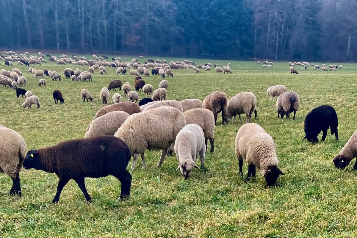 Fachfrau Schafweide Zur Verringerung der Resistenzen gegenüber Entwurmungsmittel spielt die Prävention, zum Beispiel durch gutes Weidemanagement eine zentrale Rolle
