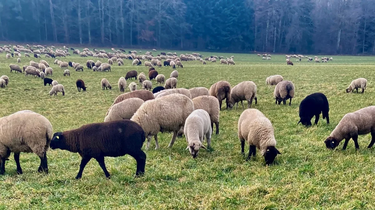 Fachfrau Schafweide Zur Verringerung der Resistenzen gegenüber Entwurmungsmittel spielt die Prävention, zum Beispiel durch gutes Weidemanagement eine zentrale Rolle