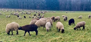 Zur Verringerung der Resistenzen gegenüber Entwurmungsmittel spielt die Prävention, zum Beispiel durch gutes Weidemanagement eine zentrale Rolle