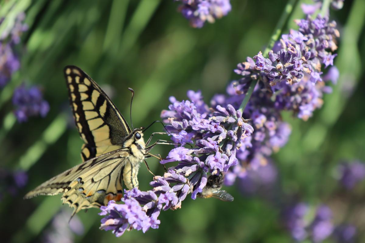 Der Klimawandel bringt die Insektenfauna durcheinander