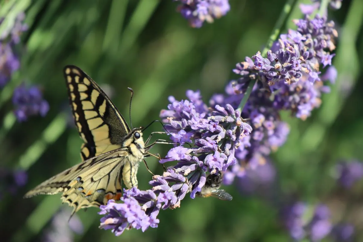 Schmetterling_Vrena_Crameri Der Klimawandel bringt die Insektenfauna durcheinander