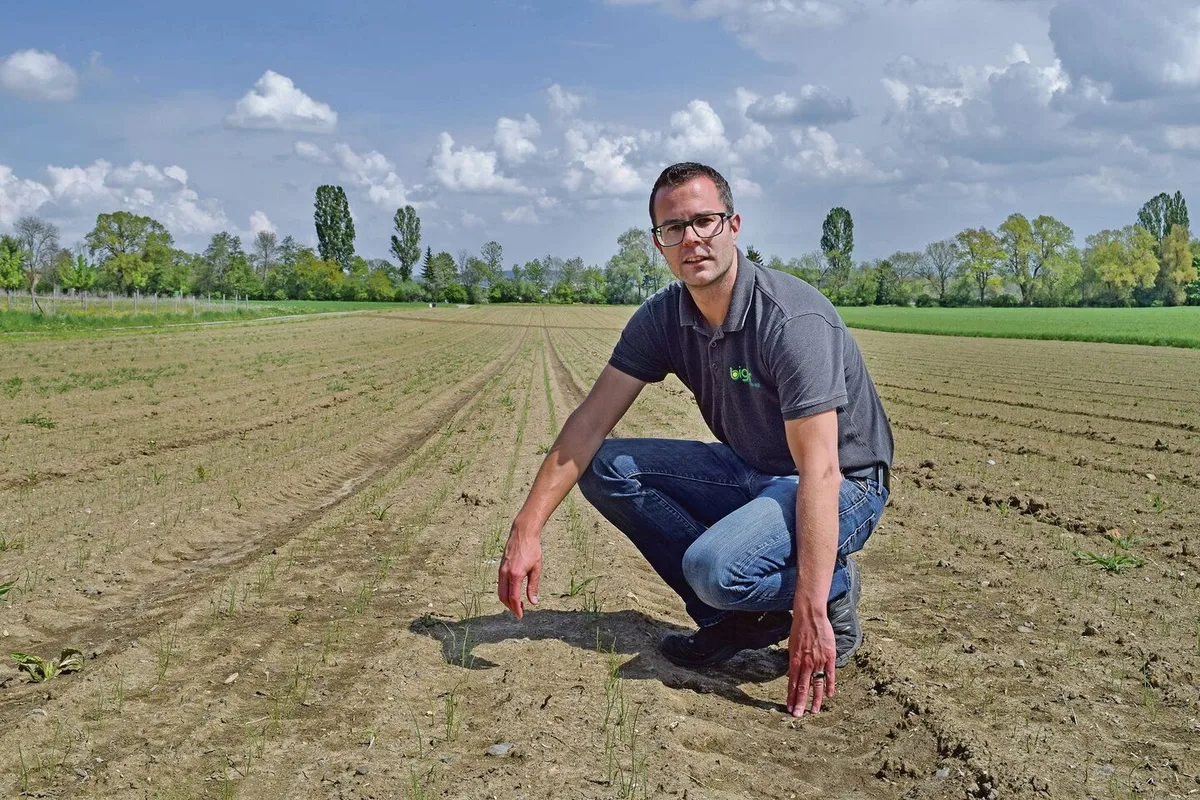 Bruno Stucki begutachtet die Zwiebeln auf dem Feld. Sie sind schön aufgelaufen, der Start erfolgte wunschgemäss, auch dank Bewässerung.