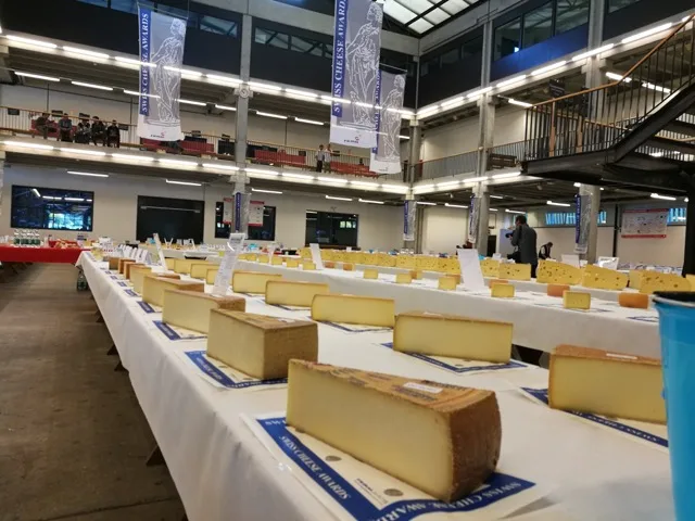 050b199ff33b8640a15802557a326feaa9a5c2b2 Da ist Appetit gefragt: Schier endlos wirkende Tischreihen voller Käse warten auf die Juroren. (Bilder hja)