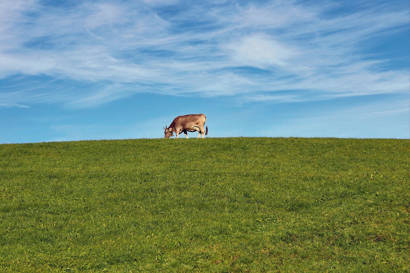 Die optimale Kuh der Zukunft ist ganz klar graslandbasiert. So sollen Milch und Fleisch vor allem aus diesem Futtermittel kommen.