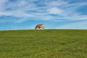 Die optimale Kuh der Zukunft ist ganz klar graslandbasiert. So sollen Milch und Fleisch vor allem aus diesem Futtermittel kommen.