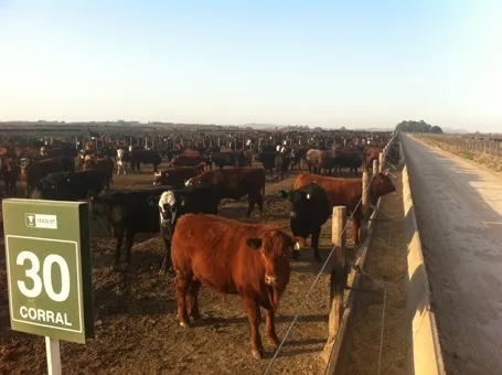 195d1730bf99f45eba9456145dfe91100ade04d3 Typischer argentinischer Feedlot: Tausende von Tieren auf engstem Raum, von Gras keine Spur, grosser Einsatz von Antibiotika. (Bild akr)